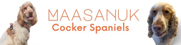 Maasanuk Cocker Spaniels